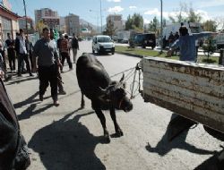 Kurban pazarları renklendi