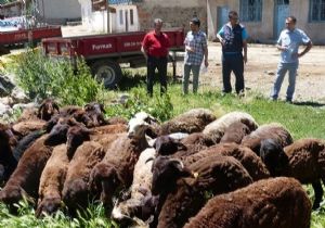 Oltu’da Or-Köy süreci devam ediyor