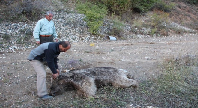 Dere yatağında ayı cesedi bulundu