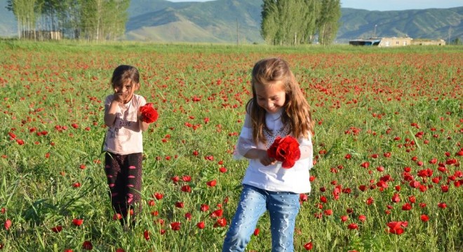 Doğu Ovaları gelincikle bezendi