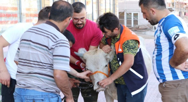 Kurban timi firari boğayı uyuşturucu iğne ile yakaladı