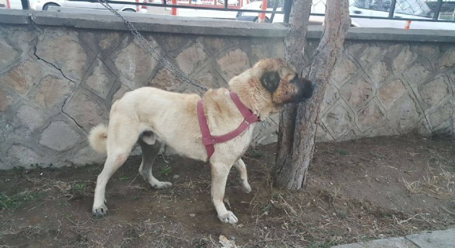 Oltu polisi suçüstü yaptı