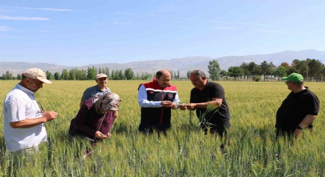 Tarla ürünlerinde bitkisel üretim azaldı