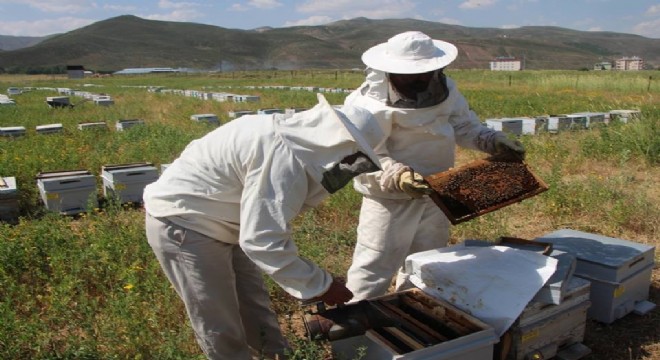 Yaz sıcak geçti, bal üretimi azaldı