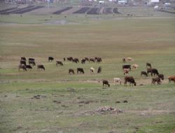 Bir karantina haberi de Kars’tan