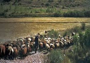 Tarımda Erzurum atılım sürecinde